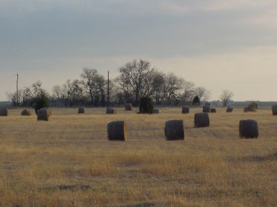 Field Hay